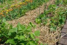 Malčiranje - Prednosti i nedostaci