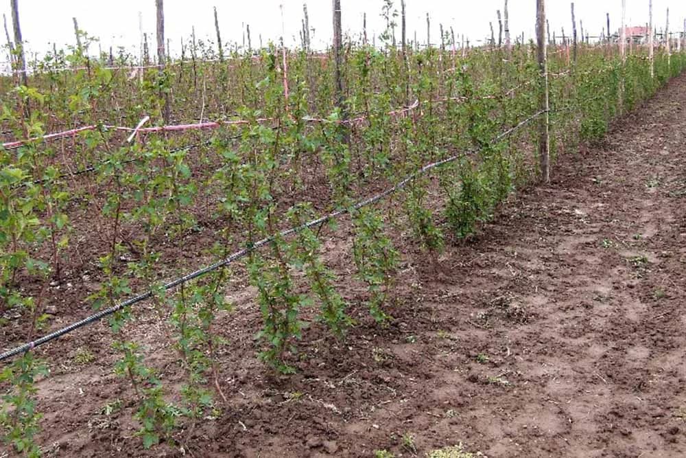 Njega mladog zasada maline