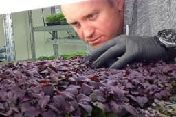 Uzgoj mikrobilja umesto gastarbajterskih poslova - Proizvodnja mikro povrća u Austriji