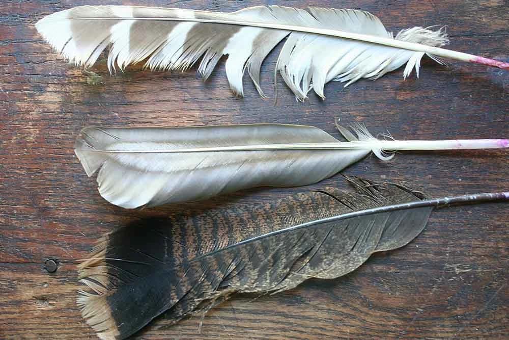 Na Tajlandu usavršavaju postupak pretvaranja perja u proteinsku hranu