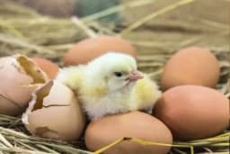 Šta sve treba znati za uspješnu inkubaciju jaja