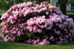 Rododendron - Zimzelena biljka koja cvjeta već krajem zime