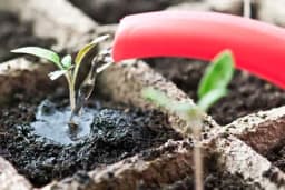 ZALIVANJE RASADA - Optimalna količina vode koja dovodi do uspjeha