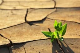 Globalna devastacija zemljišta se nastavlja - Šta preduzeti?