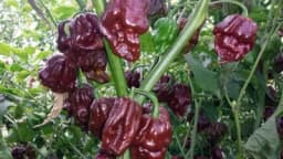 Čokoladna čili paprika - Jako ljuta, a čokoladna