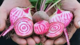 Cvekla Chioggia ili cvekla crveno-bijele boje