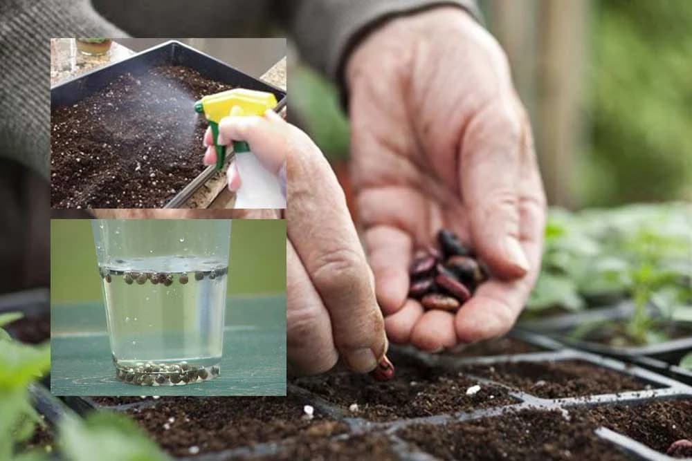 dezinfekcija sjemena