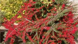 DUNJARICA - Otporna zimska puzavica fantastičnog izgleda