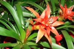 GUZMANIJA - Uzgoj i održavanje ove ljepotice