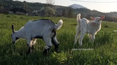 Njega jaradi za uspješnu proizvodnju mlijeka i mesa