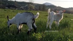 Njega jaradi za uspješnu proizvodnju mlijeka i mesa