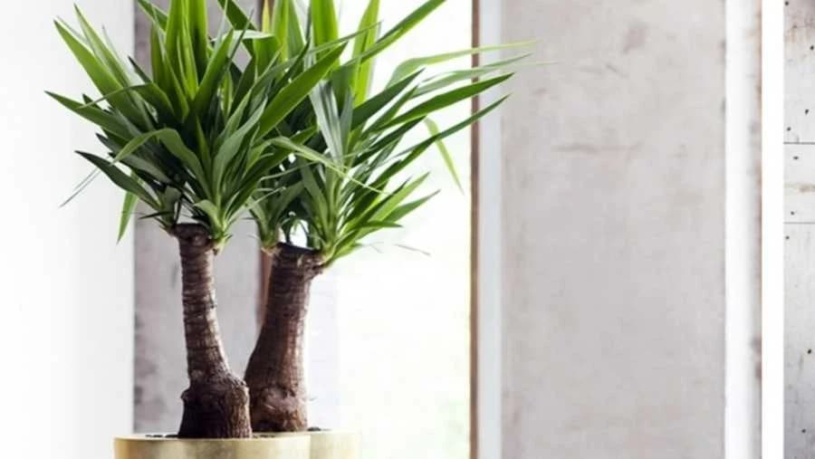 Drvo života ili juka