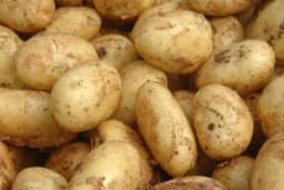 Pravilno skladištenje produžava vrijeme čuvanja krompira