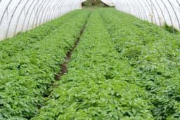 Sve o ranoj proizvodnji krompira u plastenicima