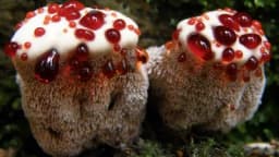 Gljiva KRVAVI ZUB - Misteriozan i jedinstven primjerak