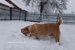 Zašto psi jedu snijeg i da li je to opasno?