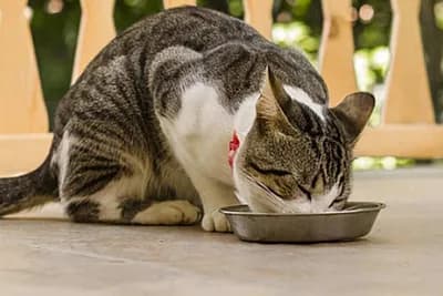 Koliko često treba da hranimo mačku?