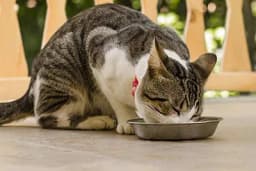 Koliko često treba da hranimo mačku?