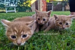 Zašto vas mačke čekaju pred vratima kada se vratite kući