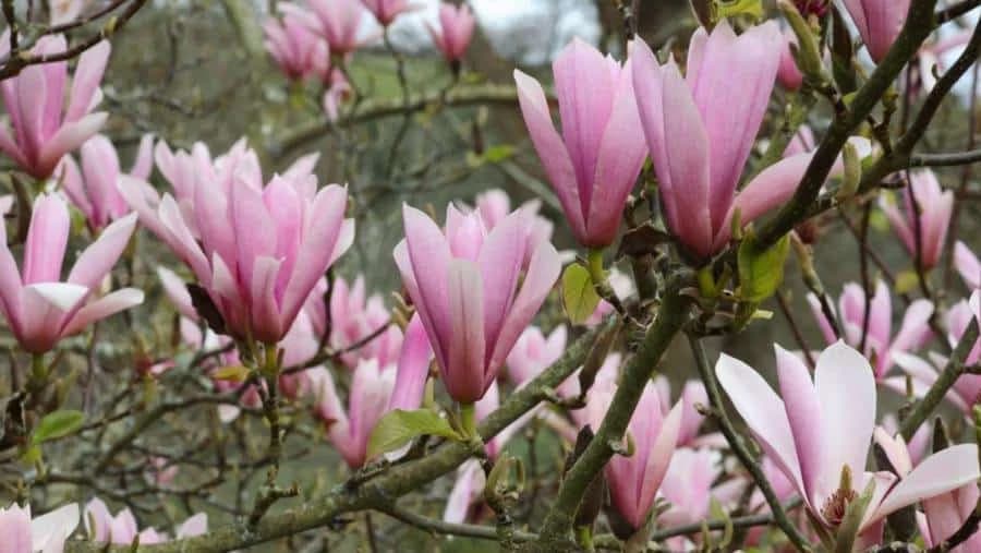 Magnolija