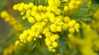 MIMOZA - Stidljiva ljepotica ljekovitih svojstava