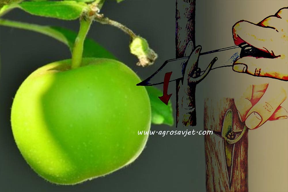 Kalemljenje jabuke OKULIRANJEM - Vratite u voćnjake stare i zaboravljene sorte! /FOTO/