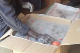 Senzacija iz Burundija - Inovatino rješenje za čuvanje paradajza nakon berbe?