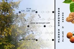 Ovo su voćne vrste koje možete uspješno gajiti zajedno sa orahom!