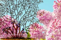 Kako da podmladite stari jorgovan - Orezivanje i ilustracija!