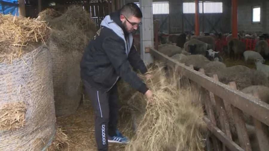 Stočar Kantarević: Ovčarstvo zaustavila pandemija