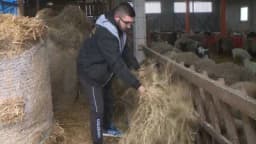 Stočar Kantarević: Ovčarstvo zaustavila pandemija