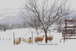 Ishrana ovaca tokom zime