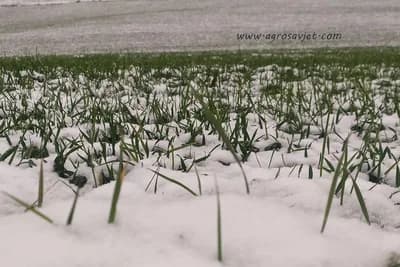 Snijeg obradovao voćare i ratare - Predstavnici udruženja se nadaju većim prinosima u odnosu na 2020.