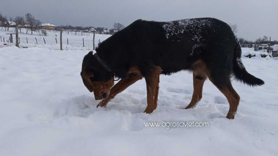 Pas u zimskim danima