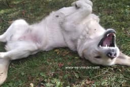 10 stvari koje ljudi rade svojim psima, a oni ih zapravo ne vole