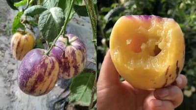 Pepino - Blizak rođak paradajzu i patlidžanu