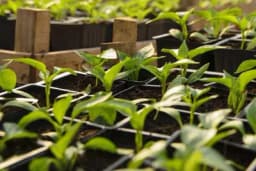 Kada je pravi trenutak za sjetvu rasada?