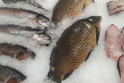 DA LI JE ZAMRZNUTA RIBA LOŠIJA OD SVJEŽE?