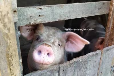 Ishrana svinja u tovu