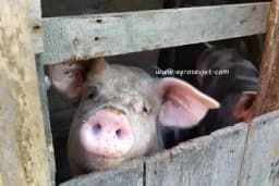 Ishrana tovnih svinja i sastavljanje smjesa