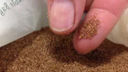 Tef - Najmanja žitarica na svijetu s najvećim nutritivnim vrijednostima