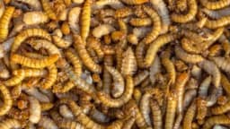 Jestivi insekti su sigurni obroci