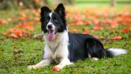 Pet savjeta koji će pomoći da vaš pas ima duži i zdraviji život