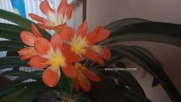 KLIVIJA - Ljepotica koja će vas častiti raskošnim cvjetovima