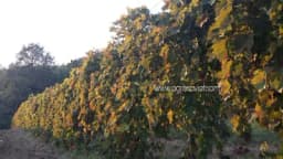 Rod hercegovačkog grožđa veći za 25 odsto