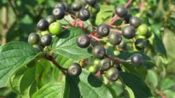 SVIB - Malo poznata biljka