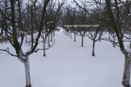 Radovi u voćnjaku tokom zime