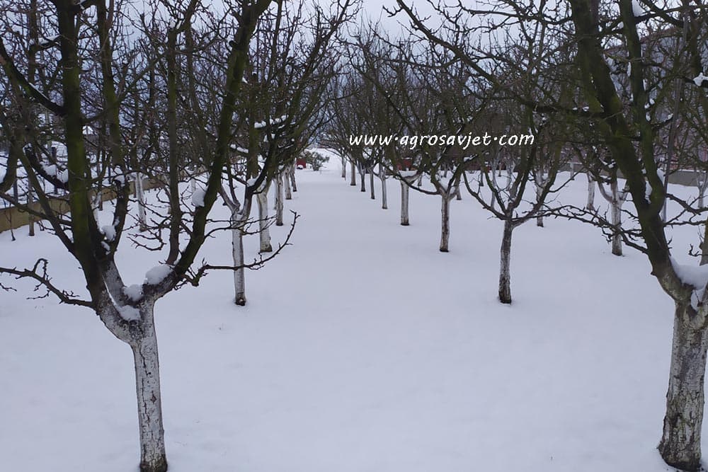 Voćnjak pod snijegom