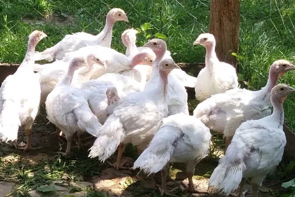 Ishrana ćurića