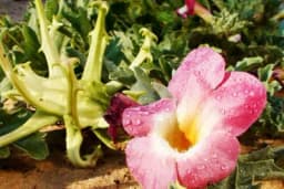 Đavolja kandža za mršavljenje i liječenje artritisa i reume